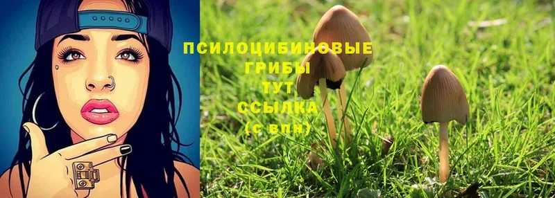 где купить наркоту  Калининград  Галлюциногенные грибы MAGIC MUSHROOMS 